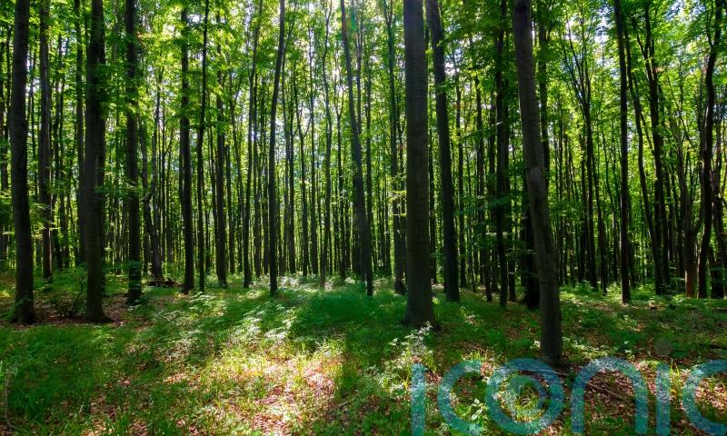 New guide to encourage ‘farming with trees’ details 33 best species to plant