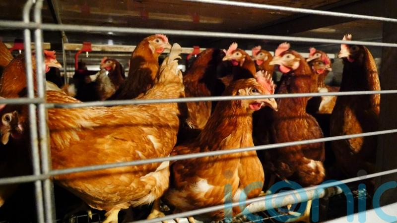 Major supermarkets back call to ban cages for UK hens