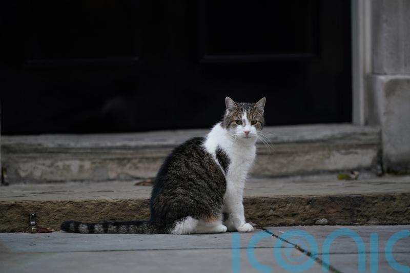 Prime Minister reveals he is ‘a bit worried’ about family kitten meeting Larry