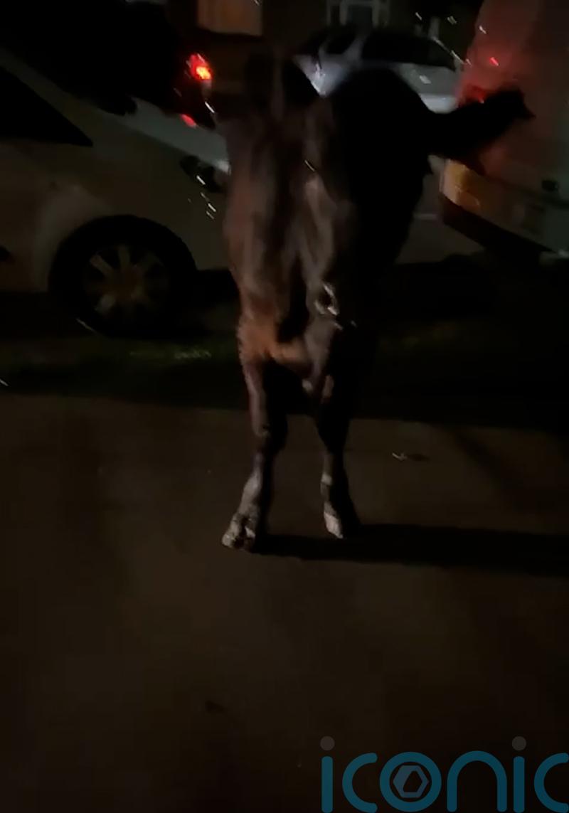 Police decision to ram escaped cow ‘lawful and necessary to prevent harm’
