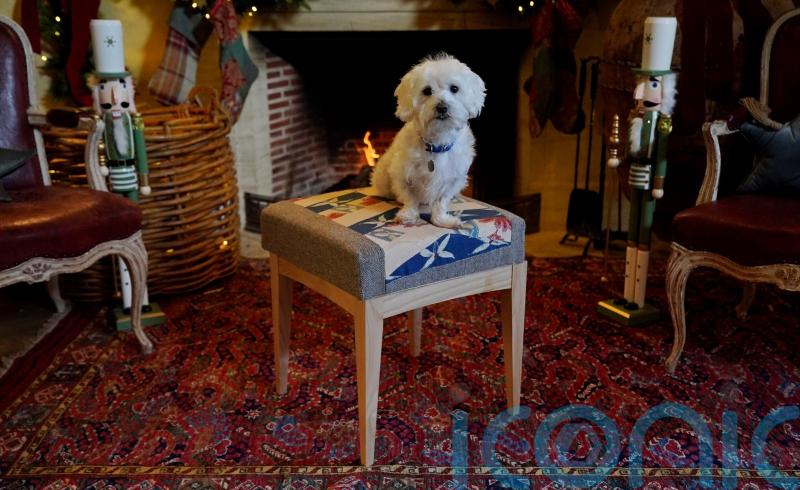Battersea rescue dogs needing homes head to Highgrove for footstool photoshoot