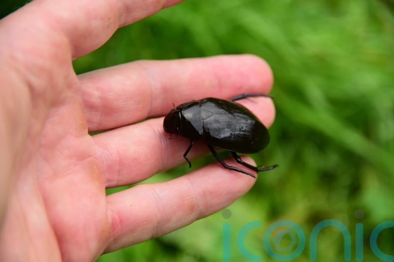 First sighting of great silver water beetle in Dorset for 200 years