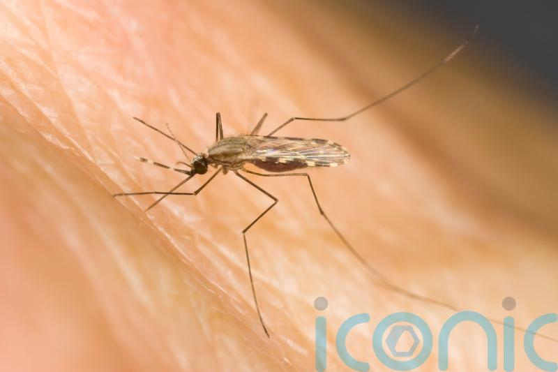 Holidaymakers urged to protect themselves against malaria as cases surge