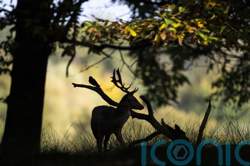 Police appeal after dog filmed chasing and fatally injuring deer in Royal Park