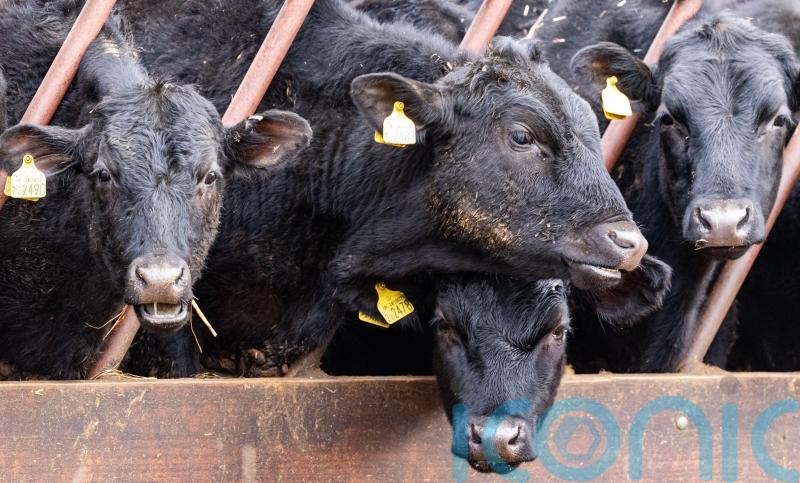 Atypical BSE confirmed on Scottish farm as officials say no risk to human health
