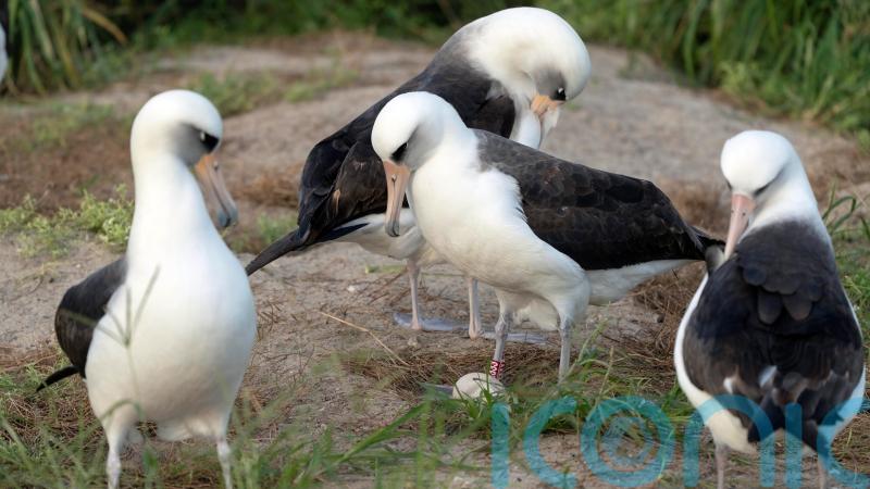 World’s oldest known wild bird lays an egg – her 60th – at the age of 74