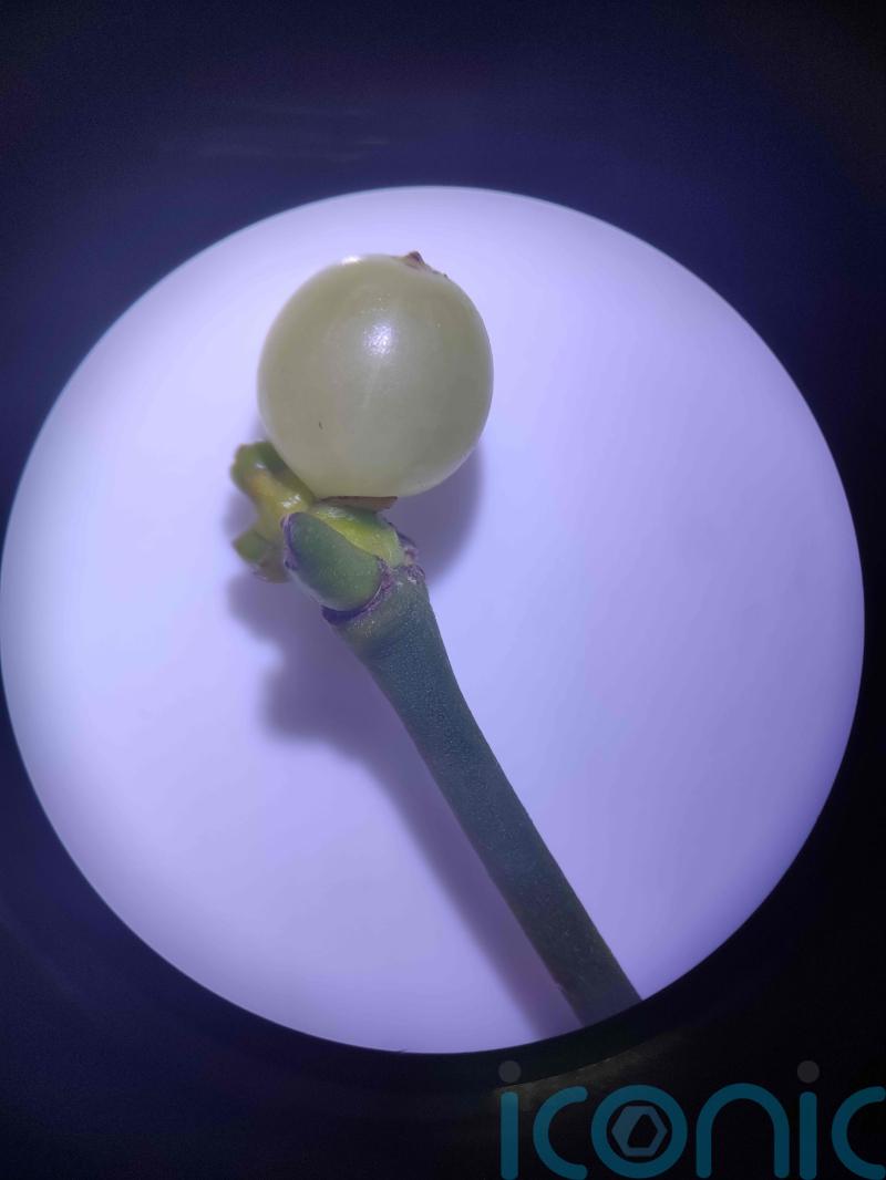 Scientists explore whether mistletoe could be used as surgical glue