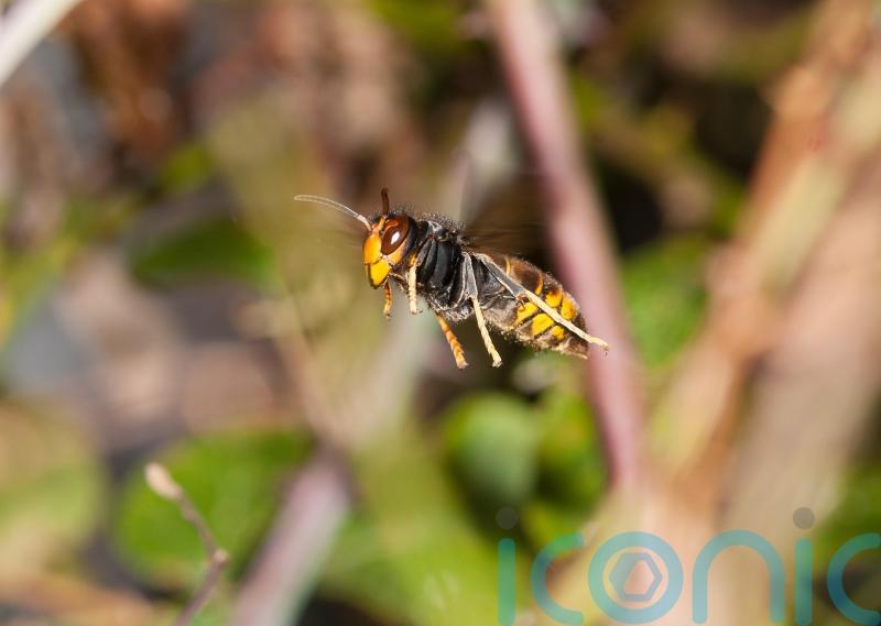 Rapid action against invasive bee-killing hornet has halted spread, study finds