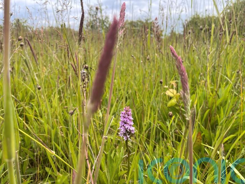 Calls for nature-friendly planning reform to support struggling councils