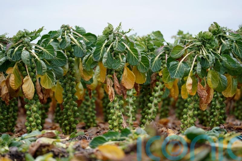 Brussels sprouts to be up to 25% larger this year, says supermarket