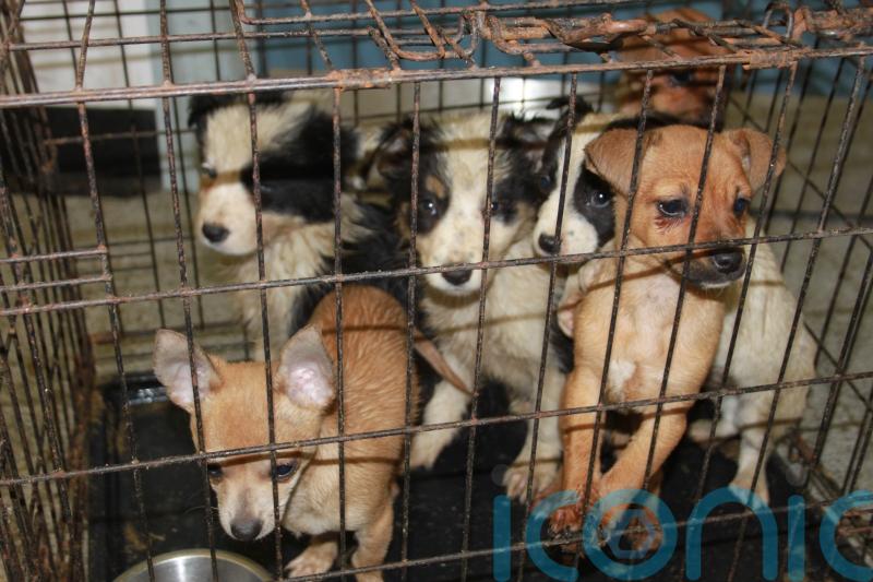 Parents warned buying puppies at Christmas could fund gang-related crime