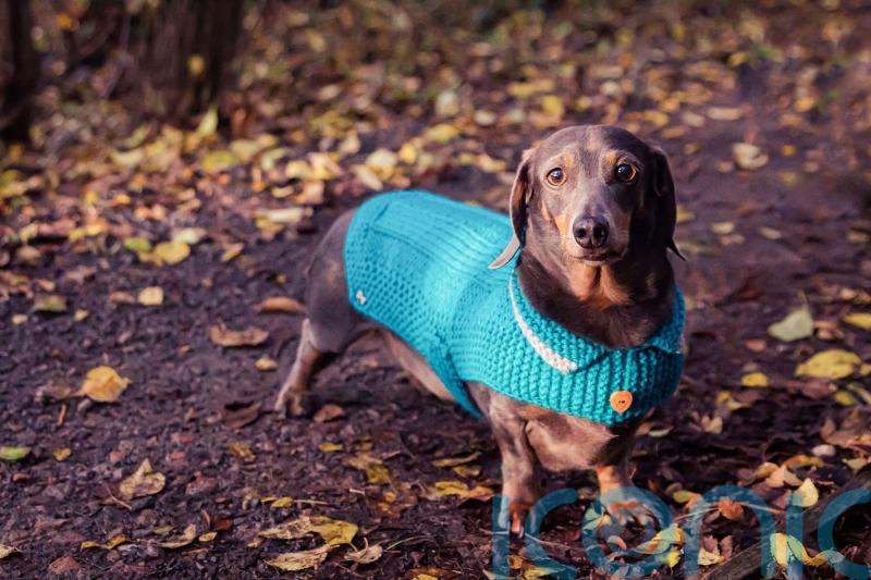 6 important things to remember before getting a puppy this Christmas 