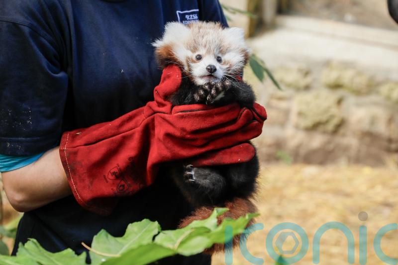 Residents urged against Hogmanay fireworks after death of red panda at zoo