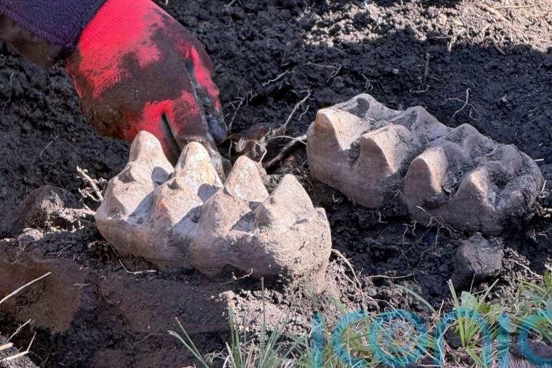 Fossilised mastodon jaw unearthed after man spots two giant teeth in garden