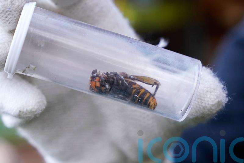 Invasive giant hornet which can wipe out beehives declared eradicated in US