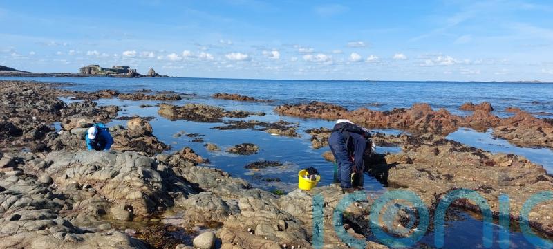 ‘Climate indicator’ sea slugs, whales and returning wildlife in UK seas in 2024