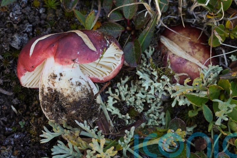 Ghost palms and toothy toadstools among species named by Kew scientists in 2024