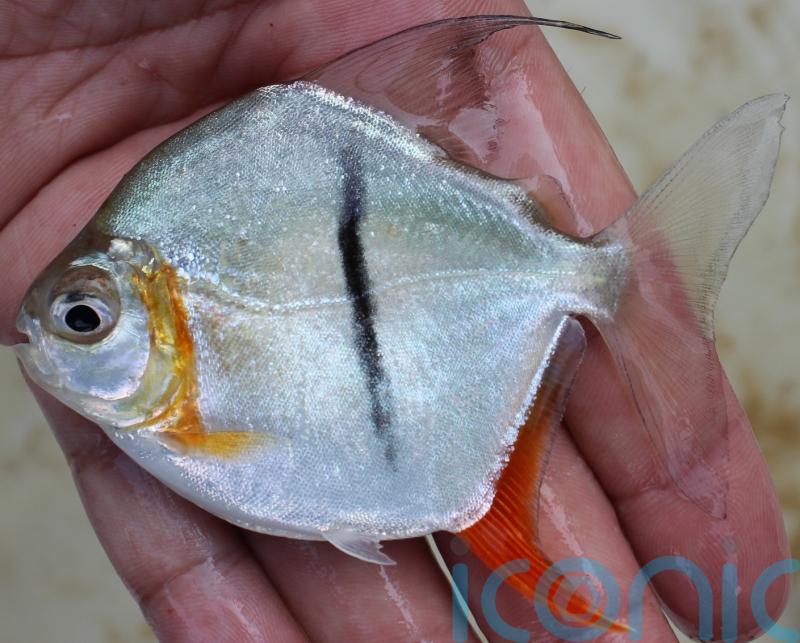 Vegetarian piranha and Isle of Skye pterosaur among newly named species in 2024