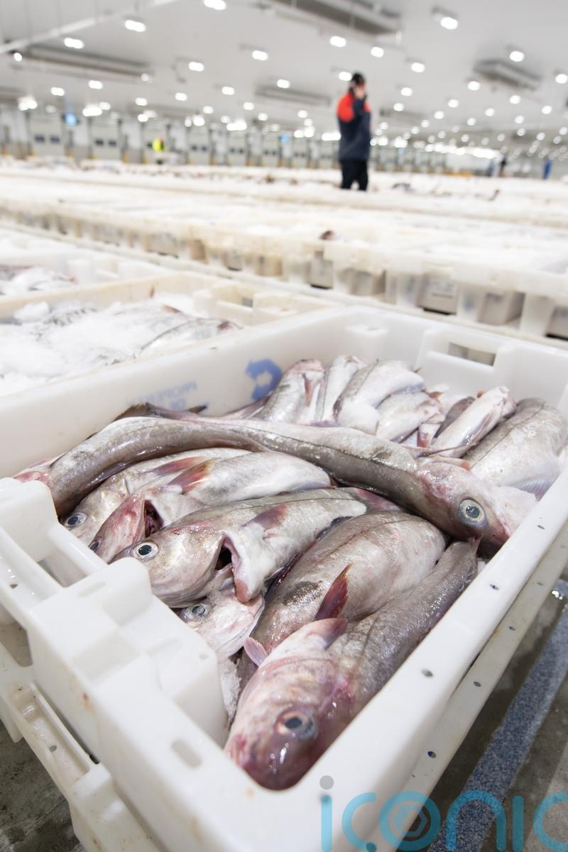 Catches worth £257m see Peterhead break annual record for fish landings
