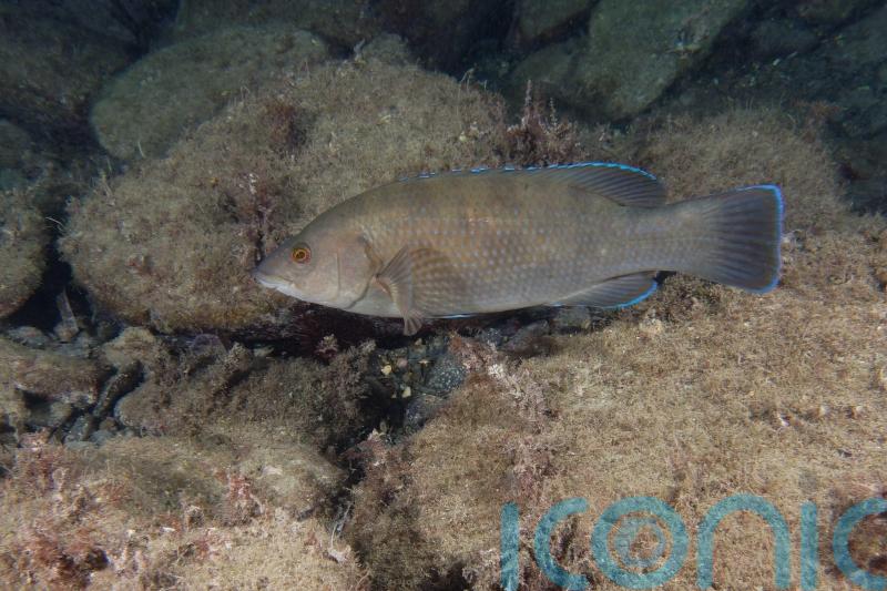 Further assessment will take place before wrasse fishing reopens