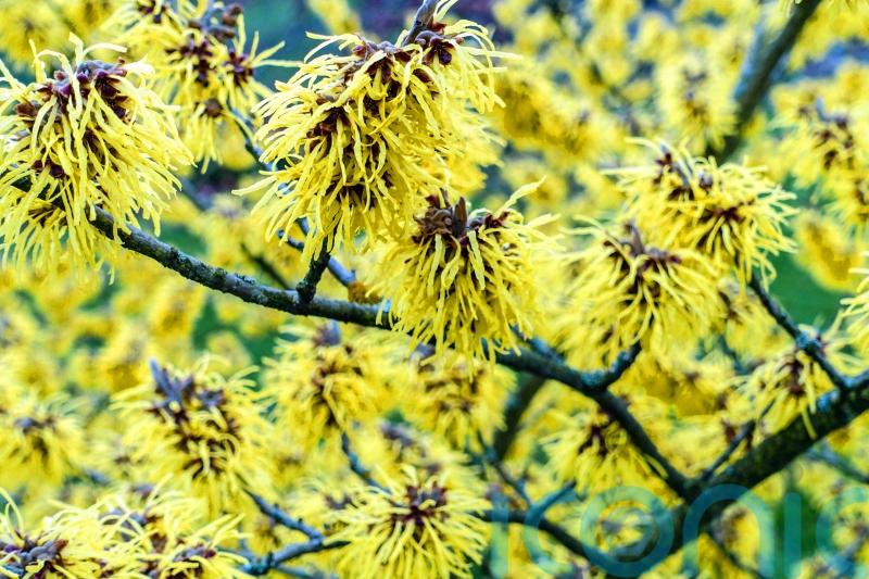 5 top fragrant shrubs to give you a scent-sational winter