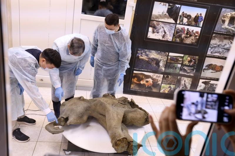 Baby mammoth preserved for 50,000 years is unveiled in Siberia