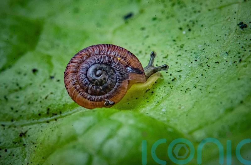Snails on ‘edge of extinction’ released into wild after UK breeding success