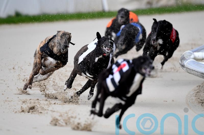 Ban greyhound racing in 2025, say Greens