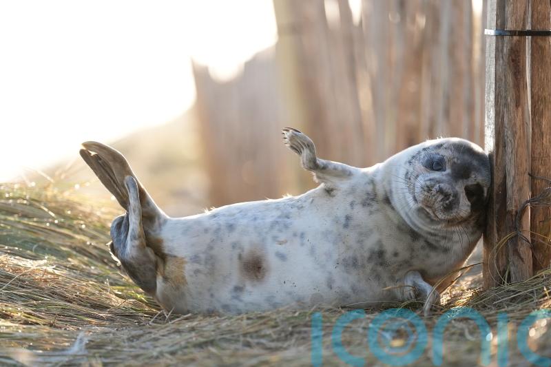 Thousands of grey seal pups counted at coastal breeding ground