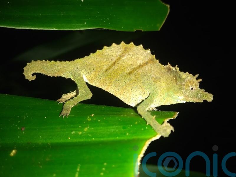 Tiny chameleon and whale shark among species on conservationists’ 2025 watchlist