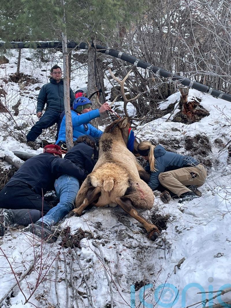 Elk and safety: Animal rescued after Colorado cliffhanger