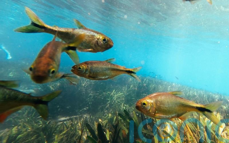 Quarter of freshwater animals at risk of extinction, conservationists warn