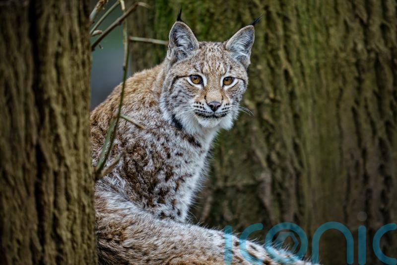Two lynx on the loose in Cairngorms in suspected ‘illegal release’