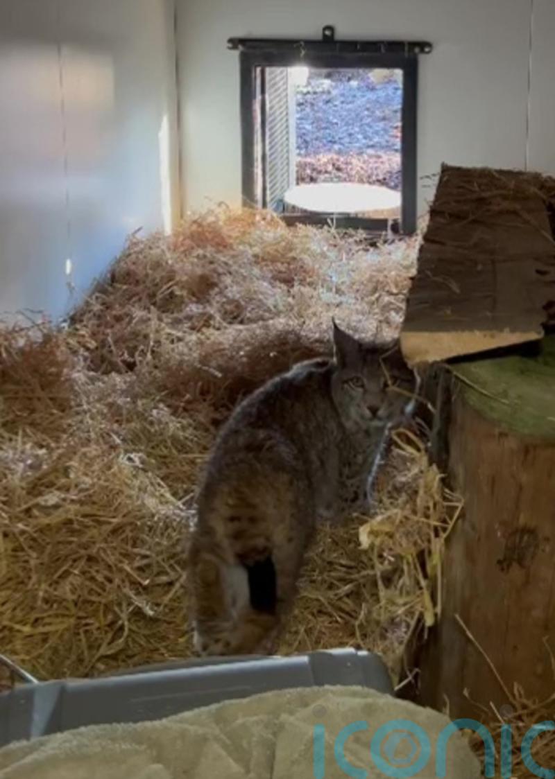 Two more lynx sighted in Highlands