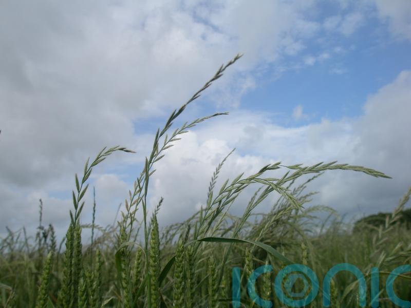 Weed resistant to key herbicide glyphosate found in UK for first time