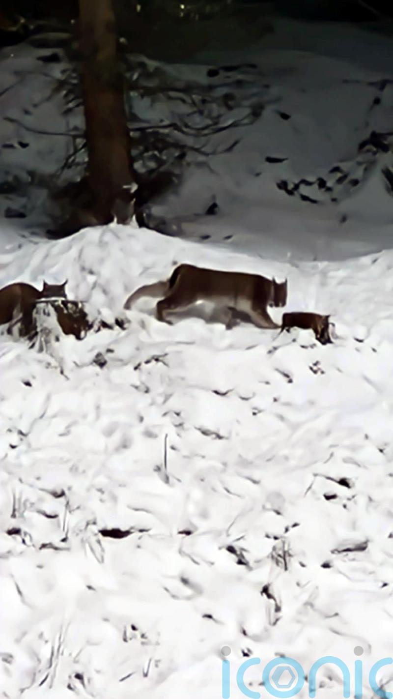 Captured lynx had been tamed and are used to humans, says expert