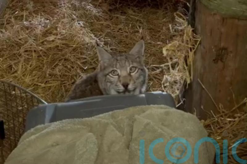 Letting lynx loose in Highlands was ‘highly irresponsible’, conservationist says