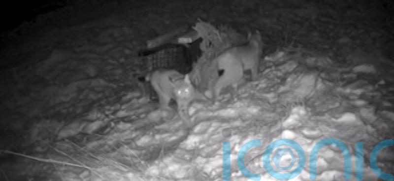 Two remaining &lsquo;deliberately abandoned&rsquo; lynx roaming Highlands captured safely