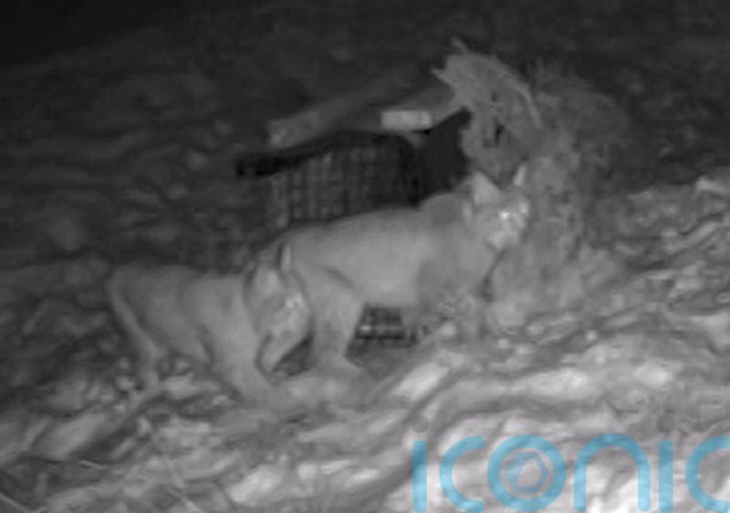 Lynx released illegally into Highlands has died overnight, keepers say