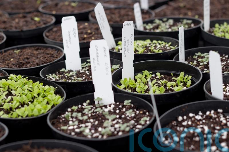The easiest seeds to sow in winter