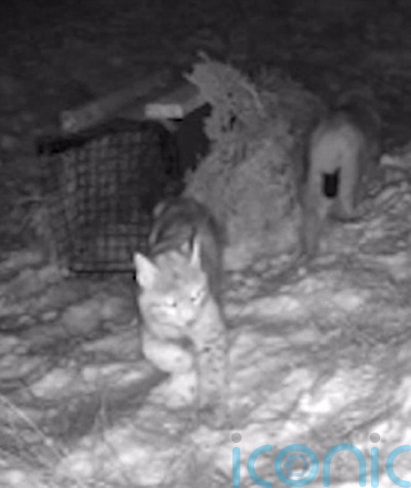 Warning of ‘rogue rewilding’ dangers after second pair of lynx captured