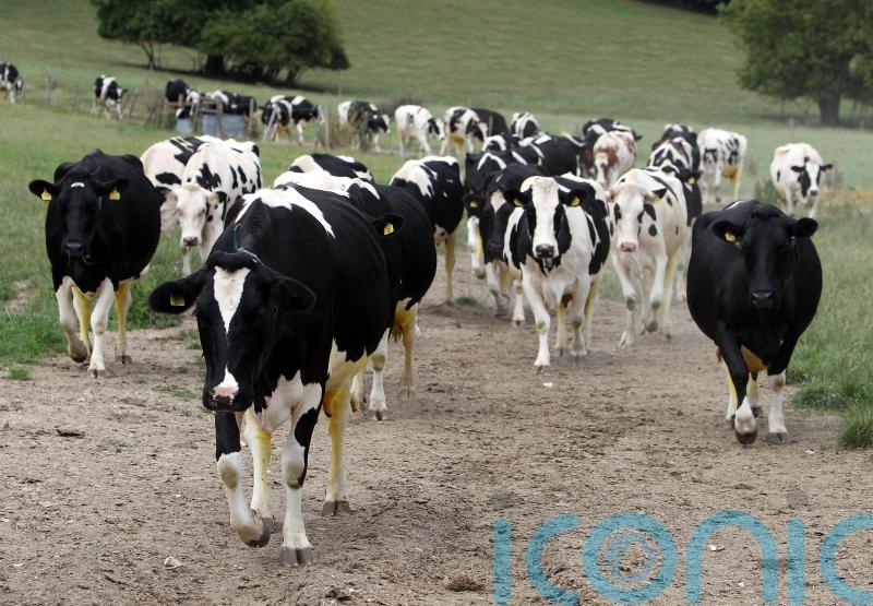 Imports of cattle, pigs and sheep from Germany banned after foot-and-mouth found
