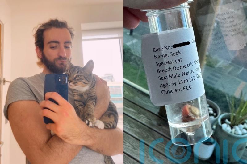 Cat owner forced to sell Taylor Swift memorabilia to cover £4k vet bill after feline friend swallowed Nerf bullet