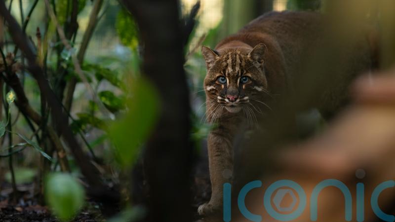 Endangered cats rehomed after sanctuary boss guilty of animal welfare offences