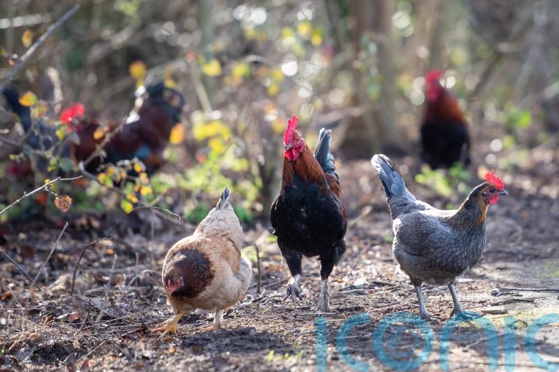 Chicken poo a factor in housing moratoriums, MPs told