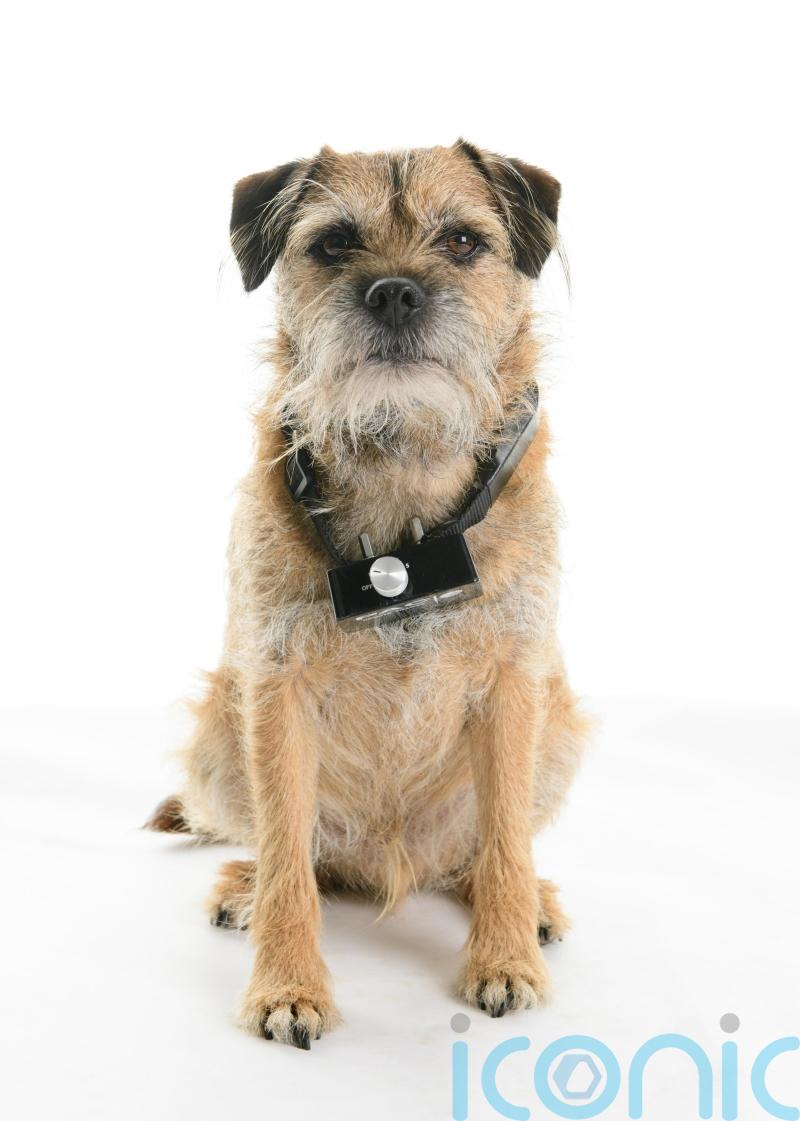 Greens submit plans to outlaw ‘cruel’ electric shock dog collars