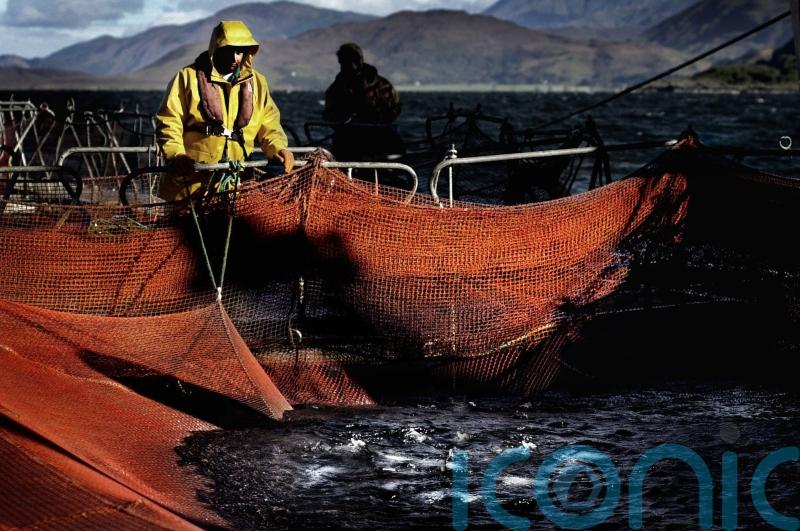 MSPs highlight ‘lack of progress’ on recommendations for salmon farming industry