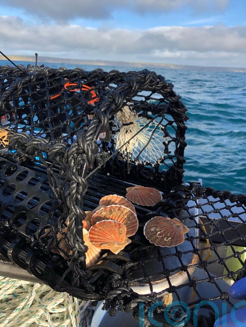 On the menu: Sustainable Disco Scallops caught using fishing pots with lights