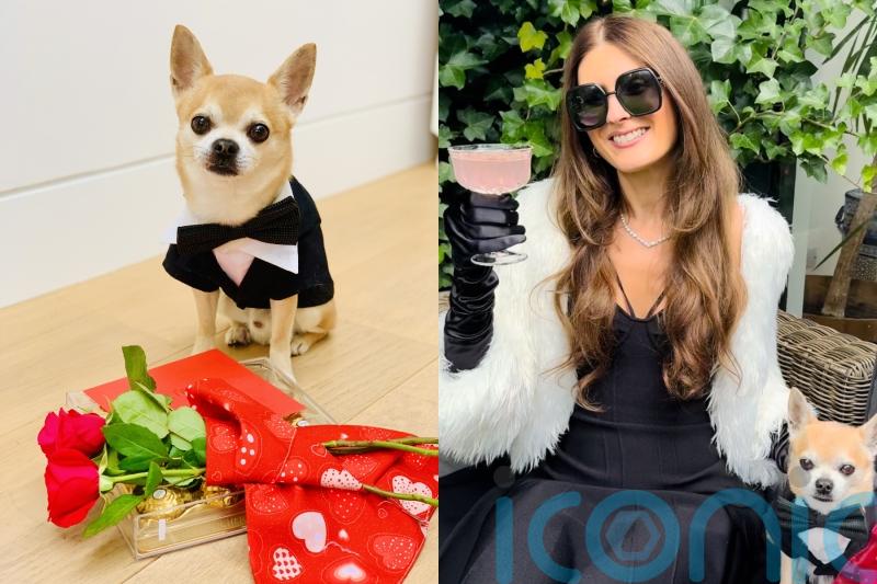 Divorcee who uses her pet chihuahua to vet dates would ditch ‘dream guy’ if dog did not approve