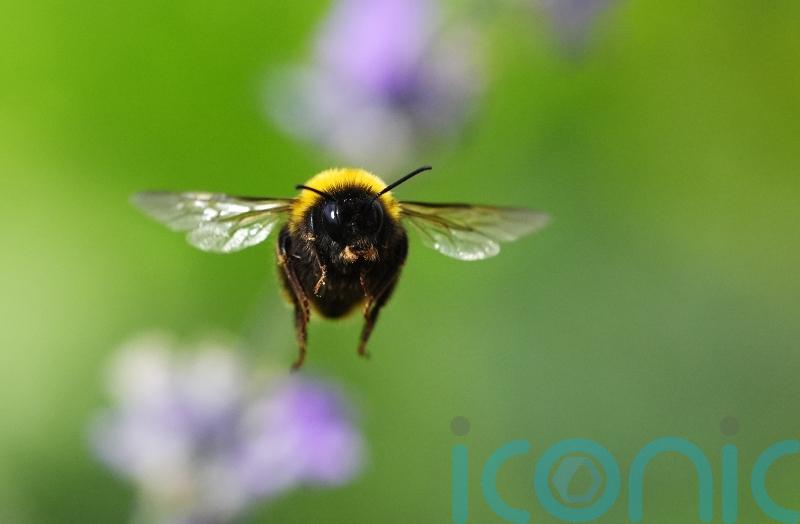 Government refuses emergency use of banned bee-killing pesticide on sugar beet